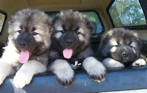 caucasian dogs for sale|Caucasian Dogs & Puppies in Kenya for sale Prices on Jiji.co.ke.